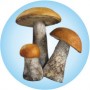 Лечебные грибы